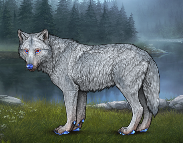 Random Wolf Image