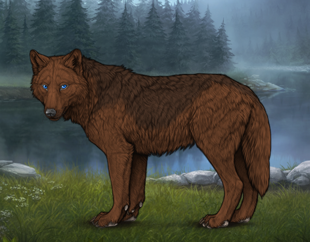 Random Wolf Image