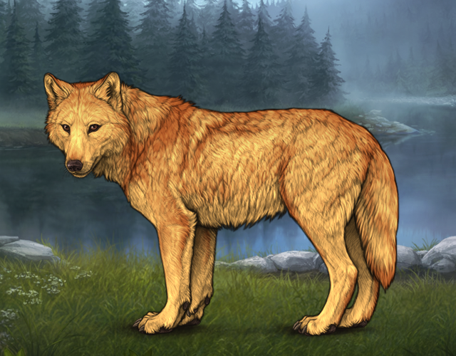 Random Wolf Image