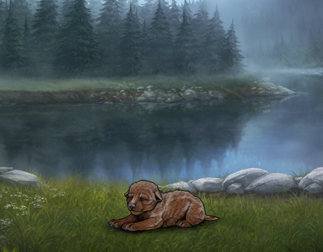 Random Wolf Image
