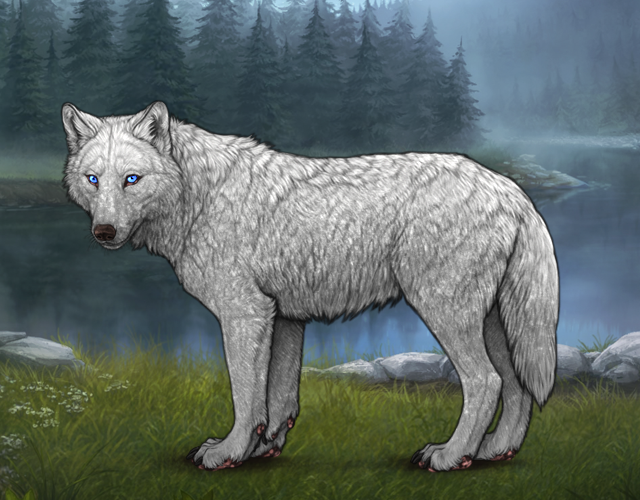 Random Wolf Image