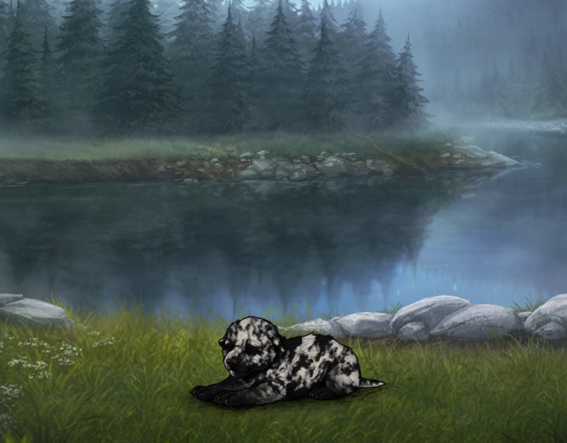 Random Wolf Image