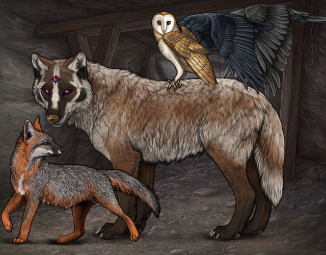 Random Wolf Image
