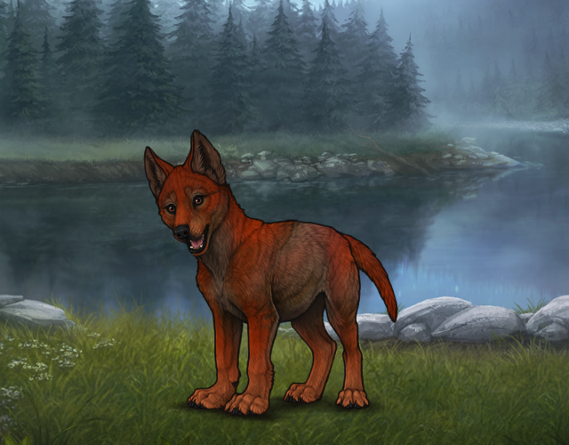 Random Wolf Image