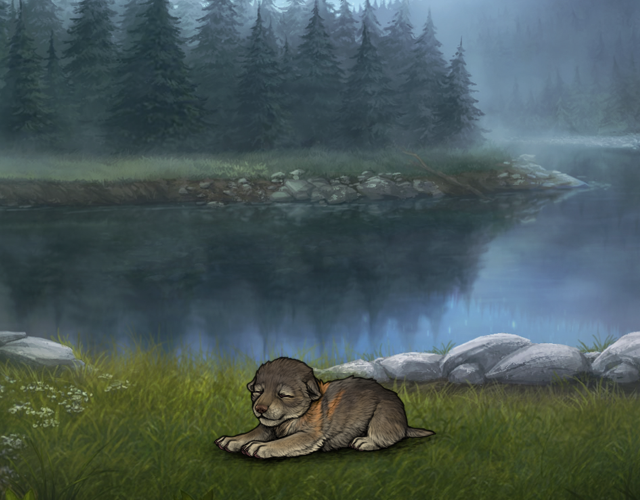 Random Wolf Image