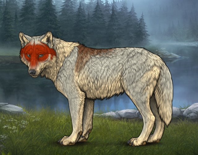 Random Wolf Image
