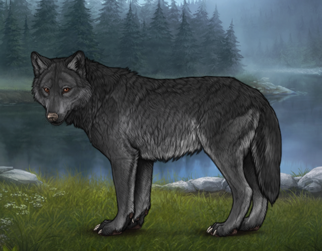 Random Wolf Image