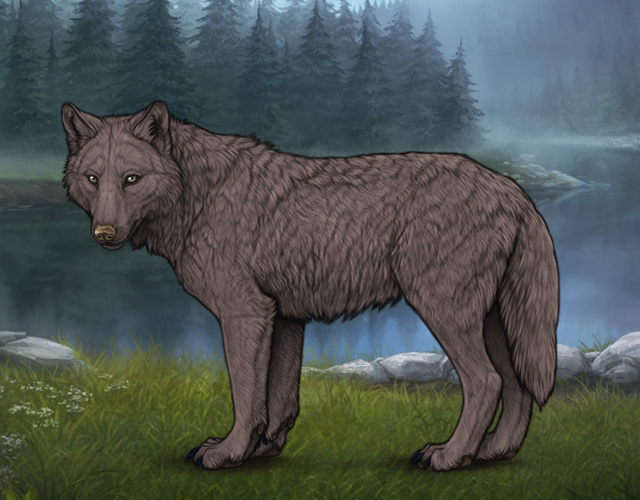 Random Wolf Image