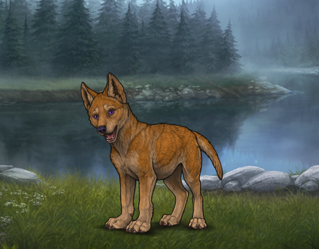 Random Wolf Image
