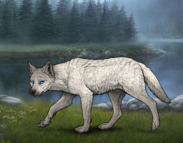 Random Wolf Image