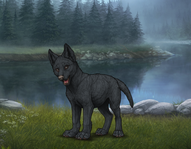 Random Wolf Image