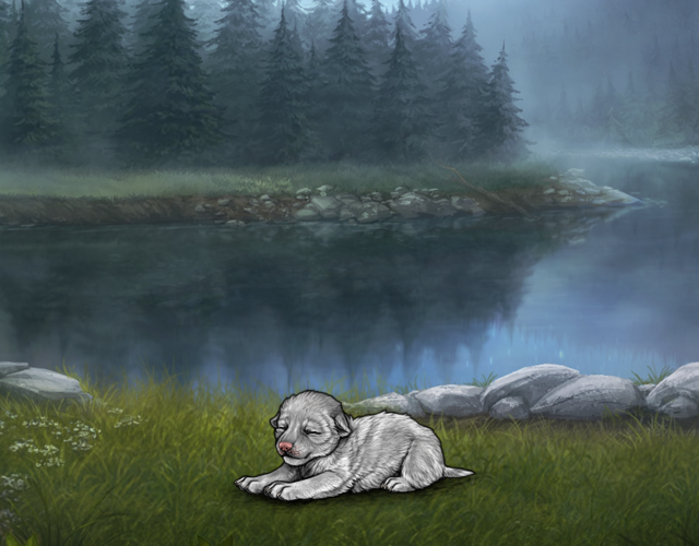 Random Wolf Image
