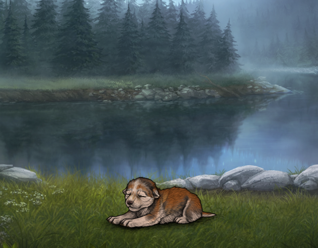 Random Wolf Image