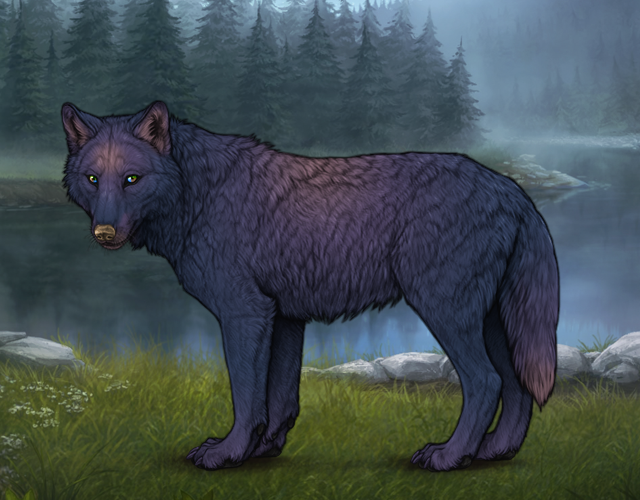 Random Wolf Image