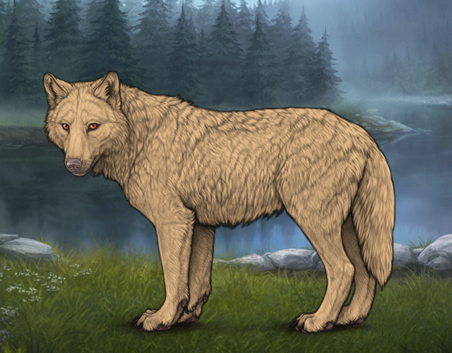 Random Wolf Image