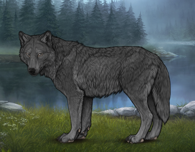 Random Wolf Image