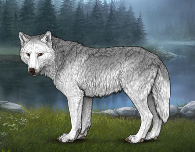 Random Wolf Image