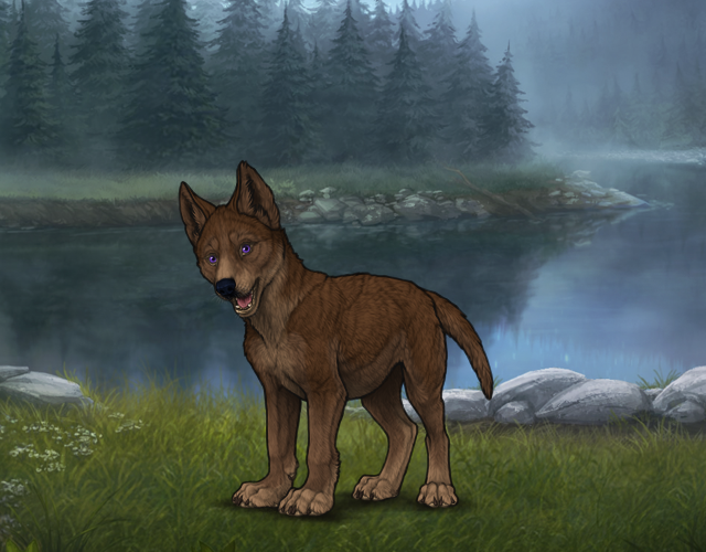 Random Wolf Image