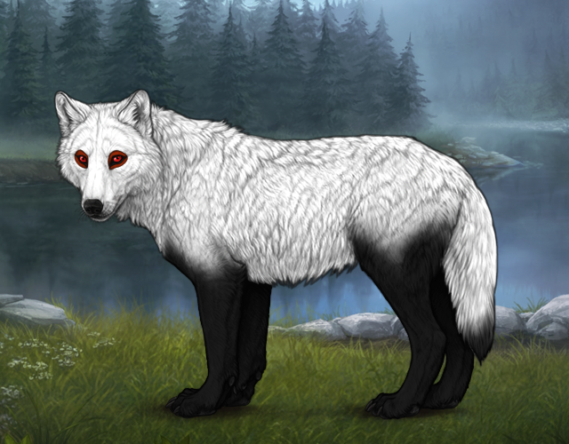 Random Wolf Image
