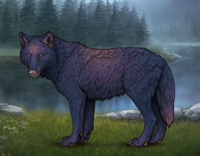 Random Wolf Image