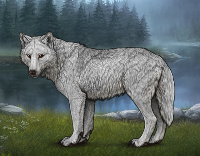 Random Wolf Image