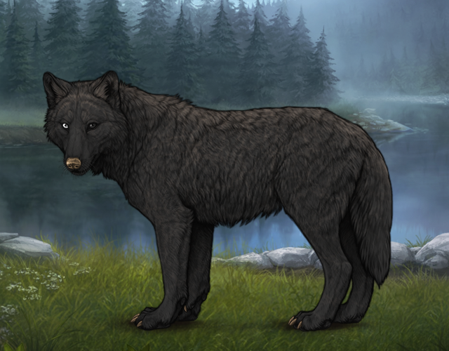Random Wolf Image
