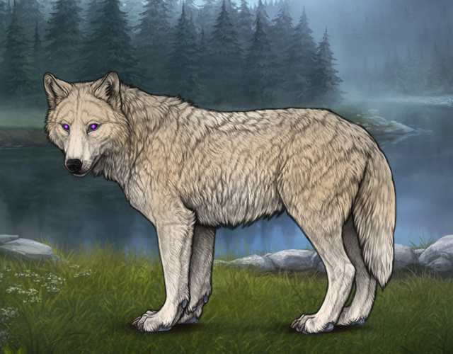 Random Wolf Image
