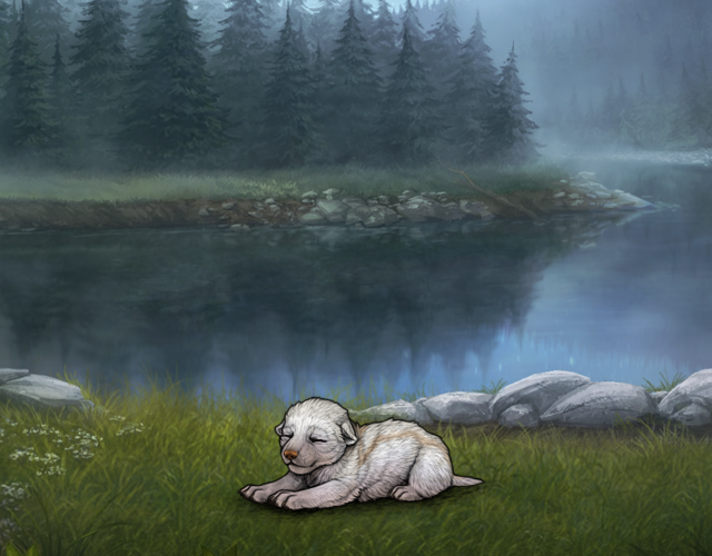 Random Wolf Image