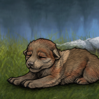 New Puppy Headshot