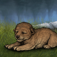 New Puppy Headshot