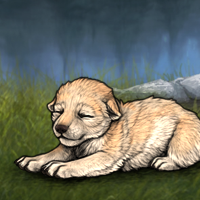 New Largest Puppy Headshot