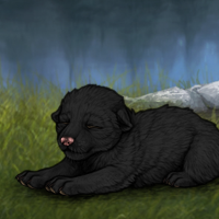 New Puppy Headshot