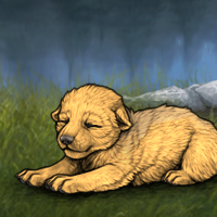 New Runt Puppy Headshot