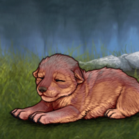 New Runt Puppy Headshot