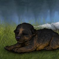 New Puppy Headshot
