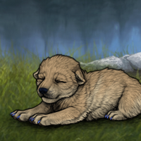 New Puppy Headshot