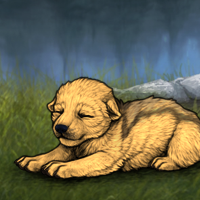 New Puppy Headshot