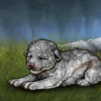 Check Howlite M Headshot