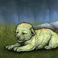 New Runt Puppy Headshot