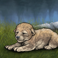 New Puppy Headshot