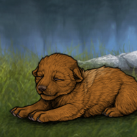 New Puppy Headshot