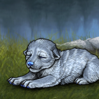 New Puppy Headshot