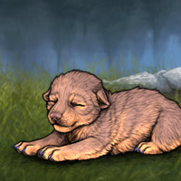 New Puppy Headshot