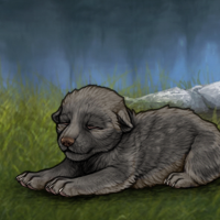 New Puppy Headshot