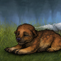 New Puppy Headshot
