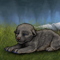 New Puppy Headshot