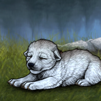New Runt Puppy Headshot